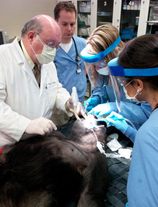 dental students work on gorilla named Cecil