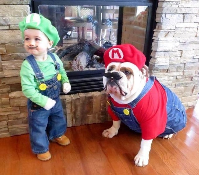 Image result for dog halloween costumes 2016