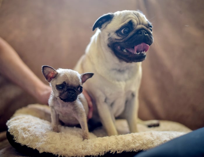 Smallest dog in the world? Pip the pug just might be it - TODAY.com