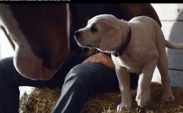 Photo: Budweiser's 2015 Super Bowl commercial.