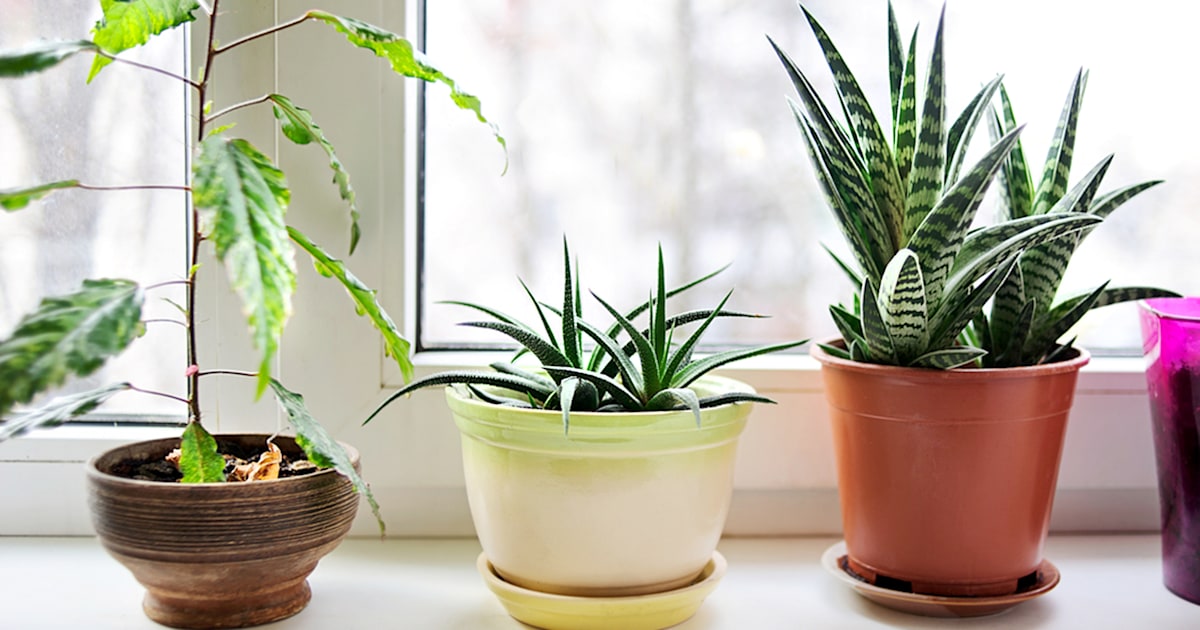 The 3 best air  purifying  house  plants 