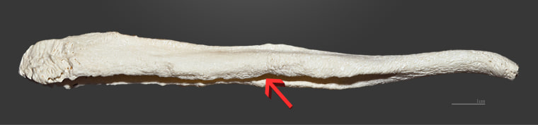 Báculo del pene de un perro; la flecha muestra el surco uretral.'s penis; the arrow shows the urethral sulcus.