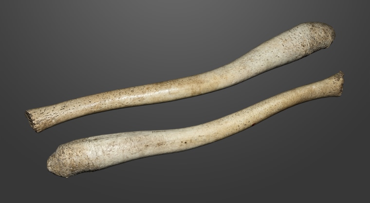 Bacule de morse d'environ 59 centimètres de long.baculum de morse, environ 59 centimètres (22 pouces) long.Museum de Toulouse