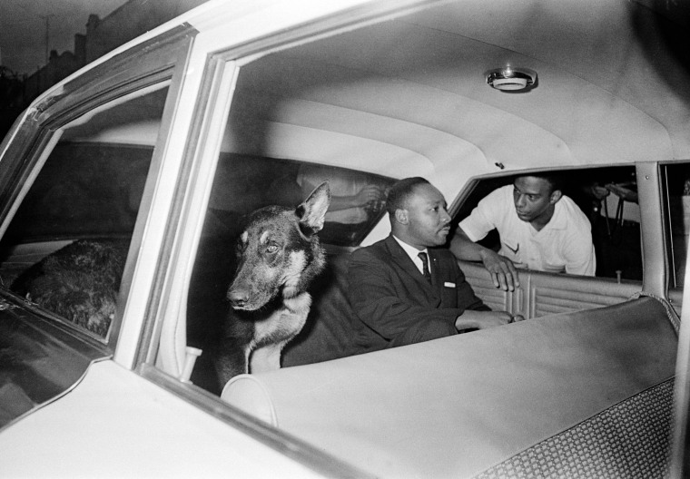 Image: King rides in the back seat of a police car with a police dog as he is returned to jail in St. Augustine, Fla.