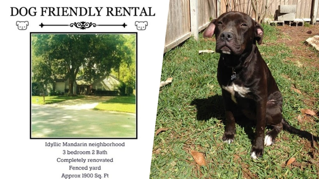 rents to tenants with big dogs 
