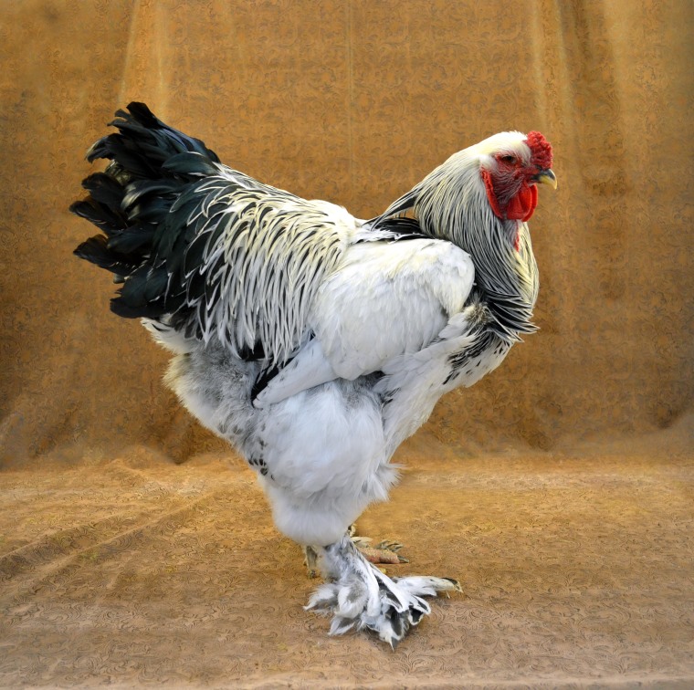 This giant chicken is ruffling feathers all over the internet