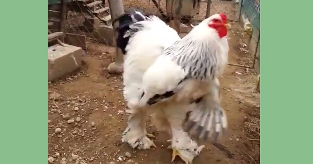 jersey giant chicken compared to normal chicken
