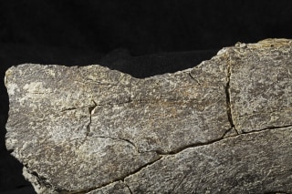 Image: mastodon bone