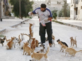 'Cat Man of Aleppo' Forced to Start Again — From Scratch