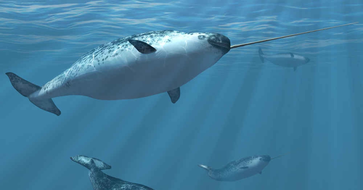 Narwhal Tusk Mystery Solved by New Drone Video