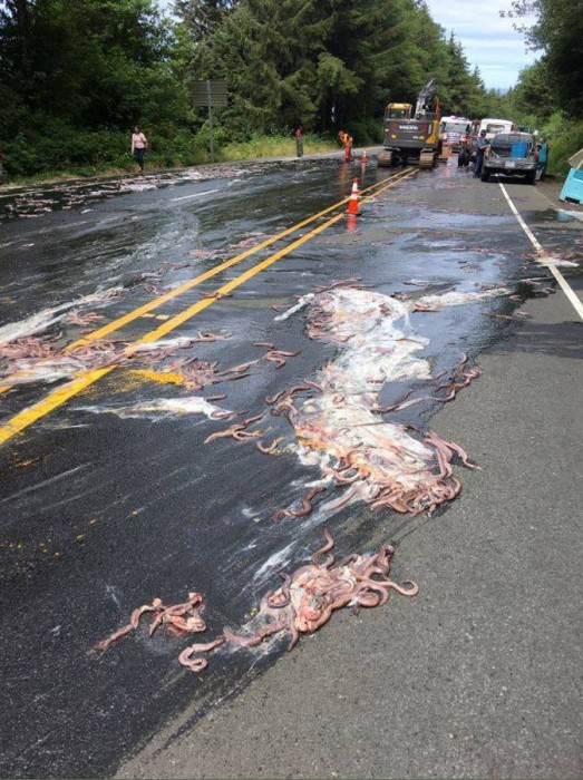 Image: Slime eels, otherwise known as Pacific hagfish, cover Highway 101 after a flatbed truck carrying them in tanks overturned near Depoe Bay