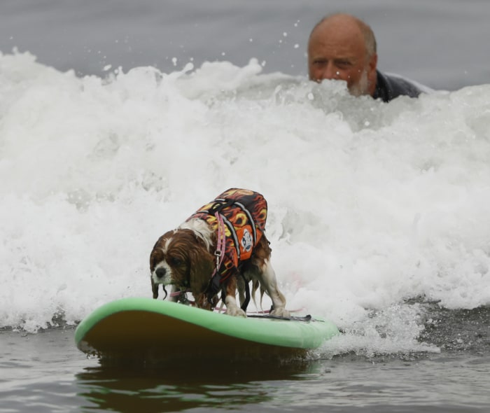 Good Dogs Hang Ten at World Dog Surfing Championship