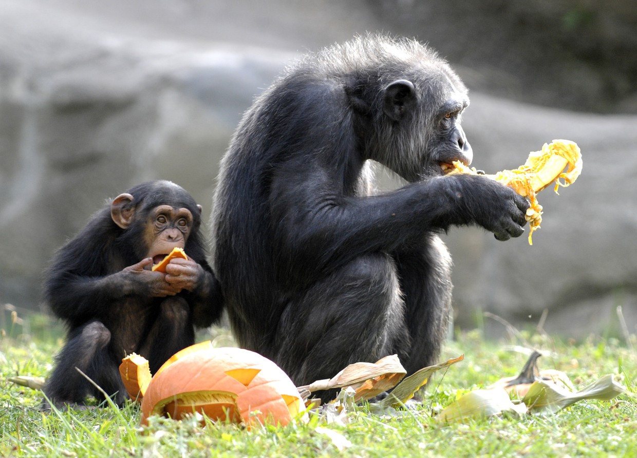 Chimps share a pumpkin at the Detroit Zoo in 2015.
