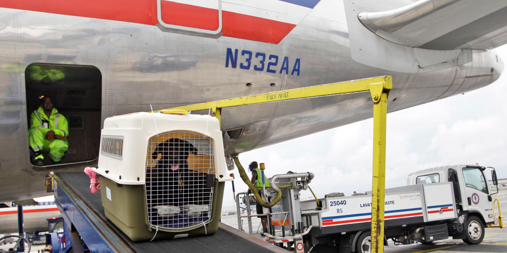 american airlines shipping a dog