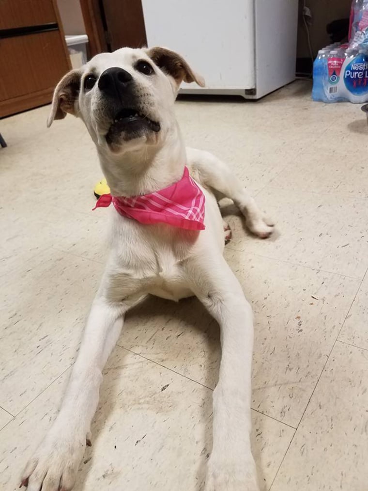 Dog abandoned with writing all over her body