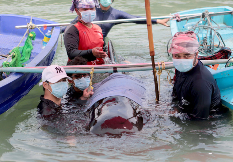 Image: Thai Marine Biologist officials rescue an ailing and immobile short-finned pilot whale at a canal in Songkhla province, southern Thailand, May 30, 2018.