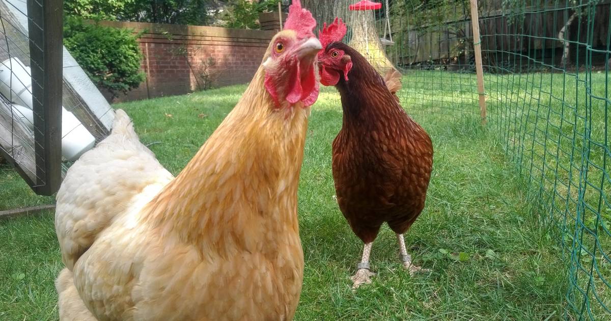 Curious about raising chickens? This company lets you rent hens for your backyard