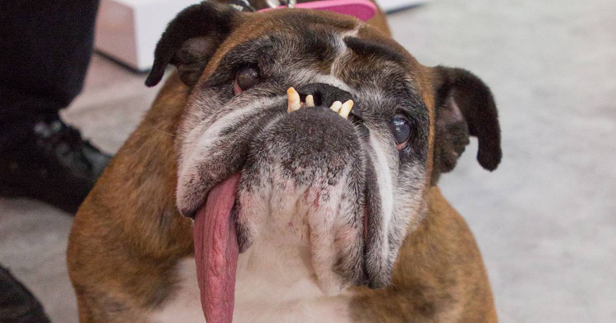 Meet Zsa Zsa, the winner of the World's Ugliest Dog contest