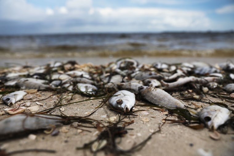 Toxic Red Tide Is Making Floridians Sick And Angry