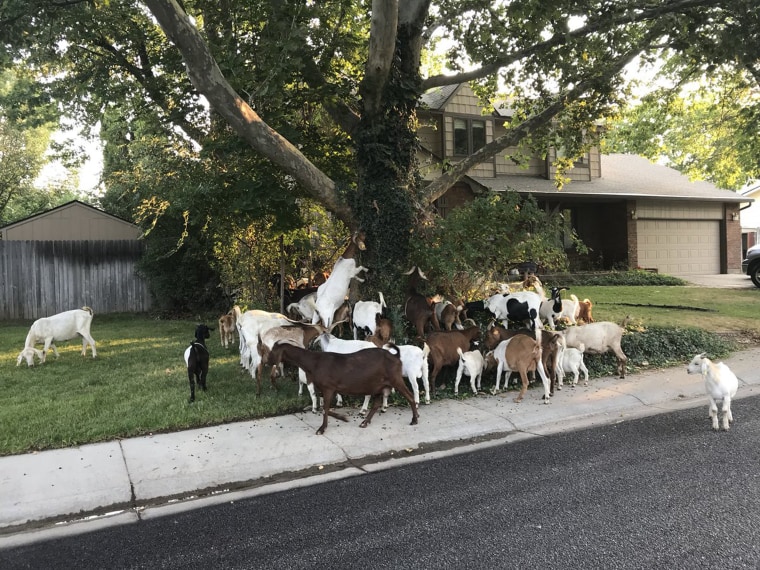 Image: Boise Loose Goats