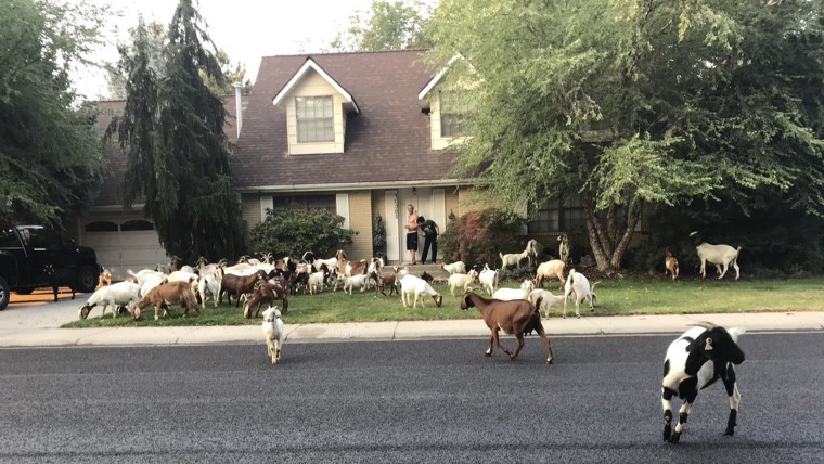 Dozens of professional goats briefly take over  neighborhood
	