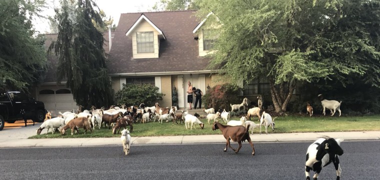 More than 100 goats descend on a neighborhood in Boise