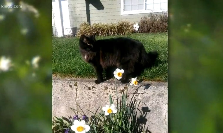One of the cats killed in Washington's Thurston County that police say may be the work of a serial cat mutilator.