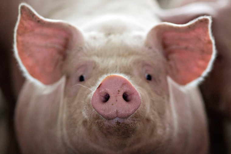 Image result for pig