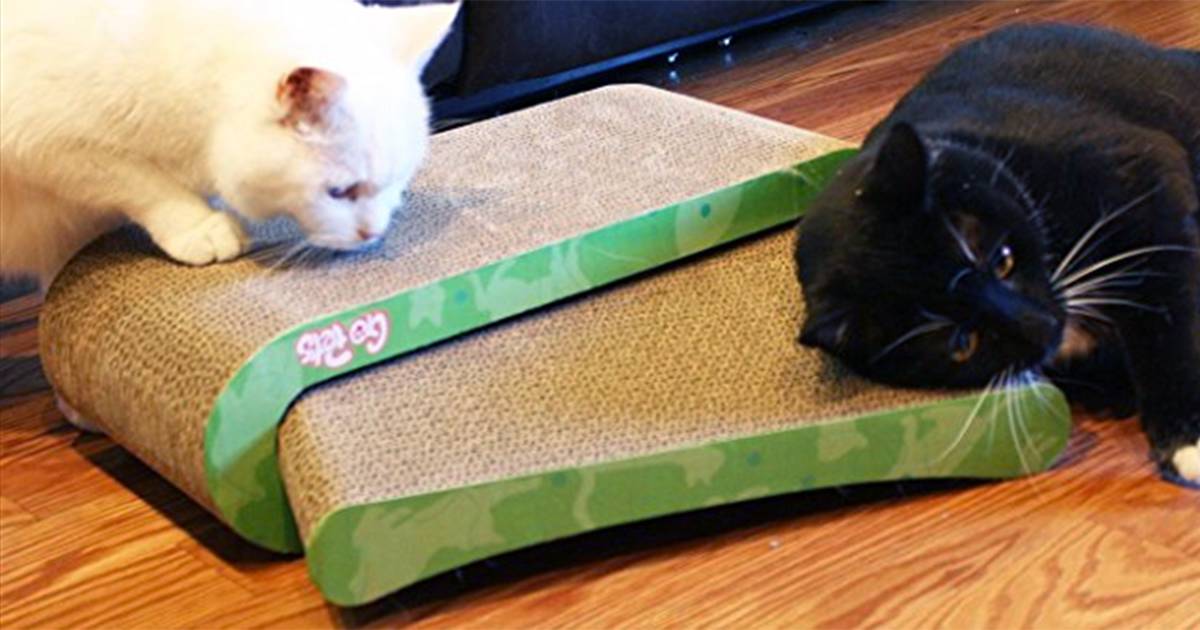 Deal Alert: This cat scratcher can save your furniture and is 51 percent off