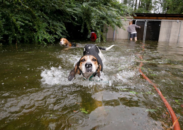 Hero rescues dogs during Florence