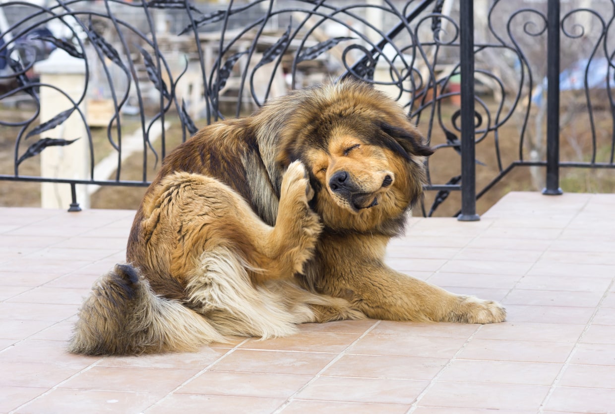best flea treatment for dogs with seizures