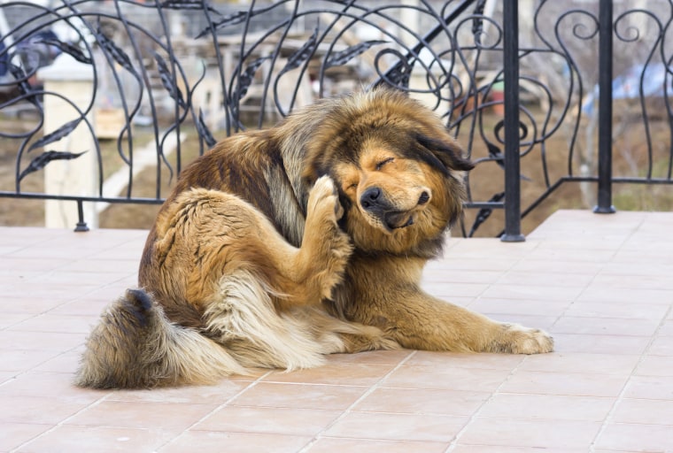 dog sensitive to flea treatment