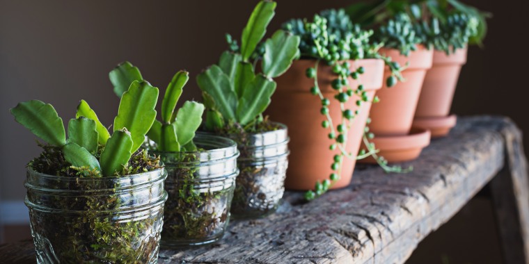 Deal Alert Succulents and other indoor  plants  are 25 