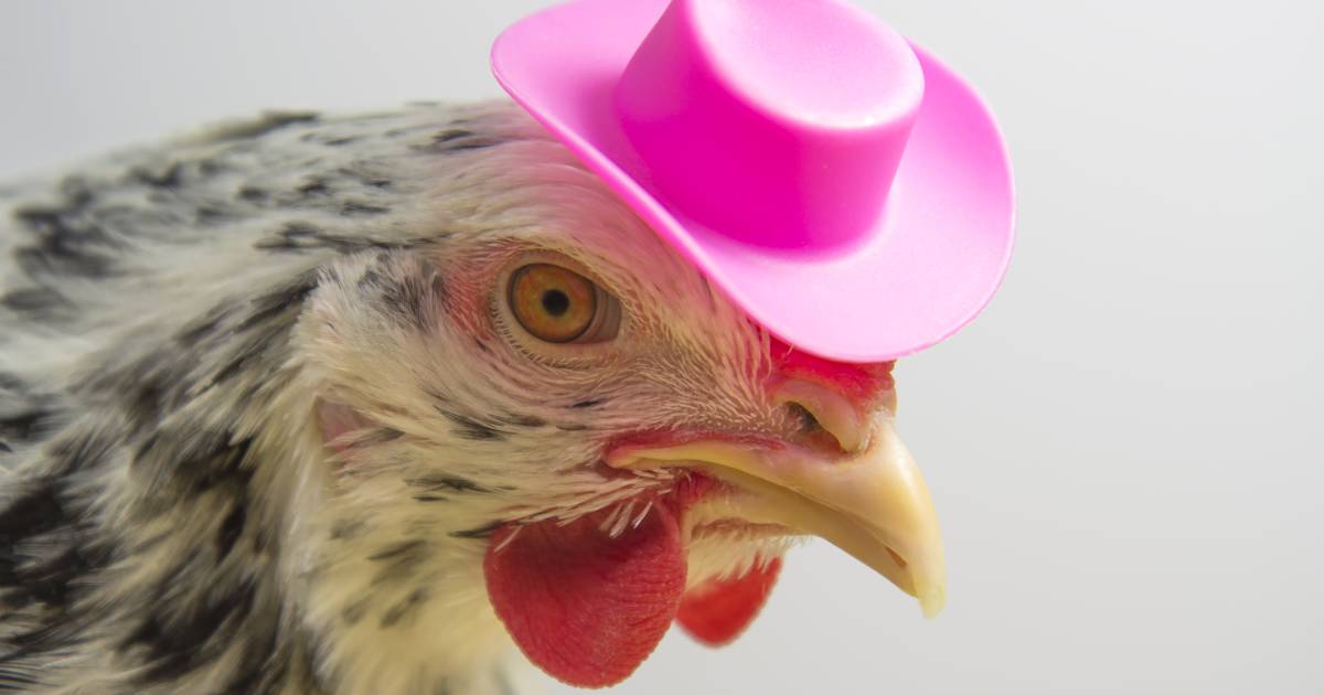 It's OK, you can dress chickens in Halloween costumes, CDC says