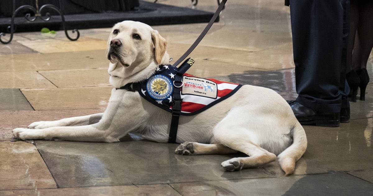 George H.W. Bush's service dog, Sully, gets ready for next assignment