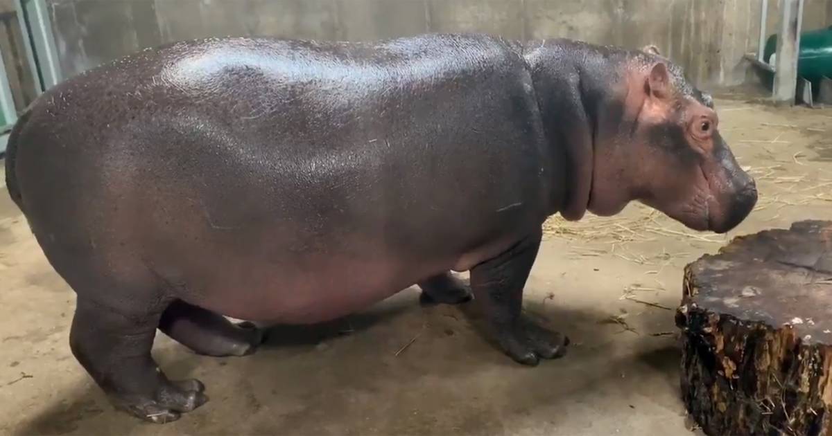 Fiona the hippo is 'living the best life' as she hits a major milestone