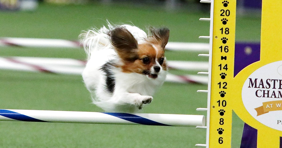 Tiny dog Gabby the papillon blazes through course at the Westminster Dog Show
