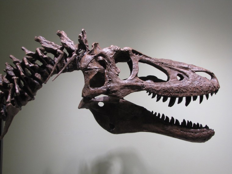 A fossil of a baby Tyrannosaurus Rex that Alan Detrich listed on eBay just under $3 million.