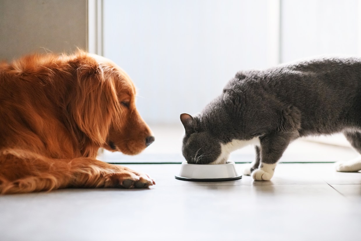 the cheapest prices on dog and cat food