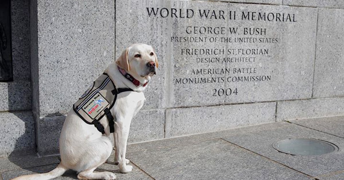 George H.W. Bush's former service dog, Sully, shares sweet tribute on Memorial Day