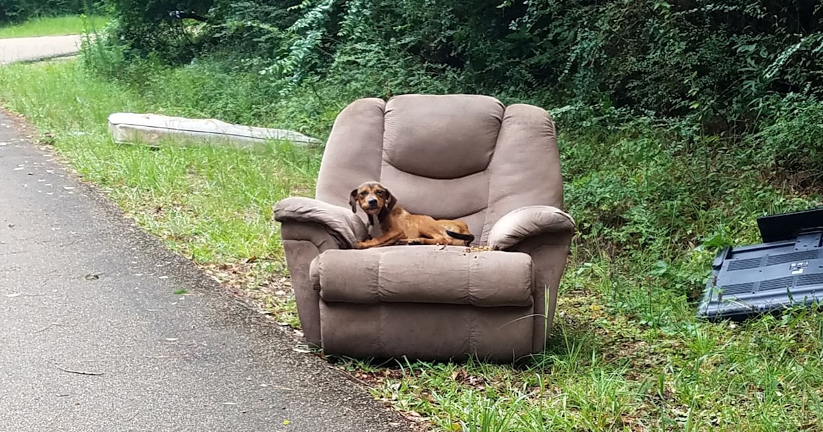 Starving dog abandoned with recliner thrives in forever home