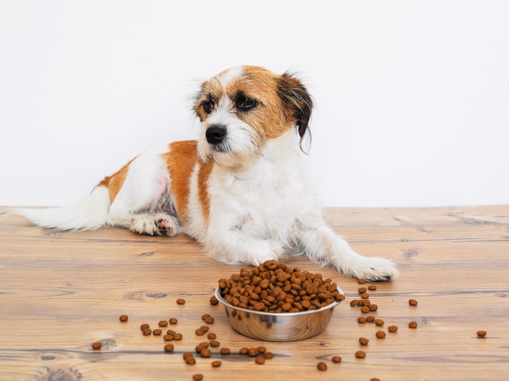 should dogs eat grains