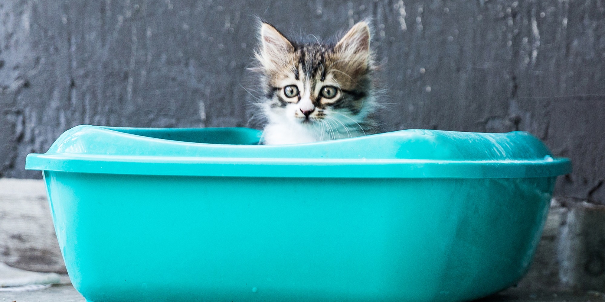 The Art and Science of Picking Kitty Litter