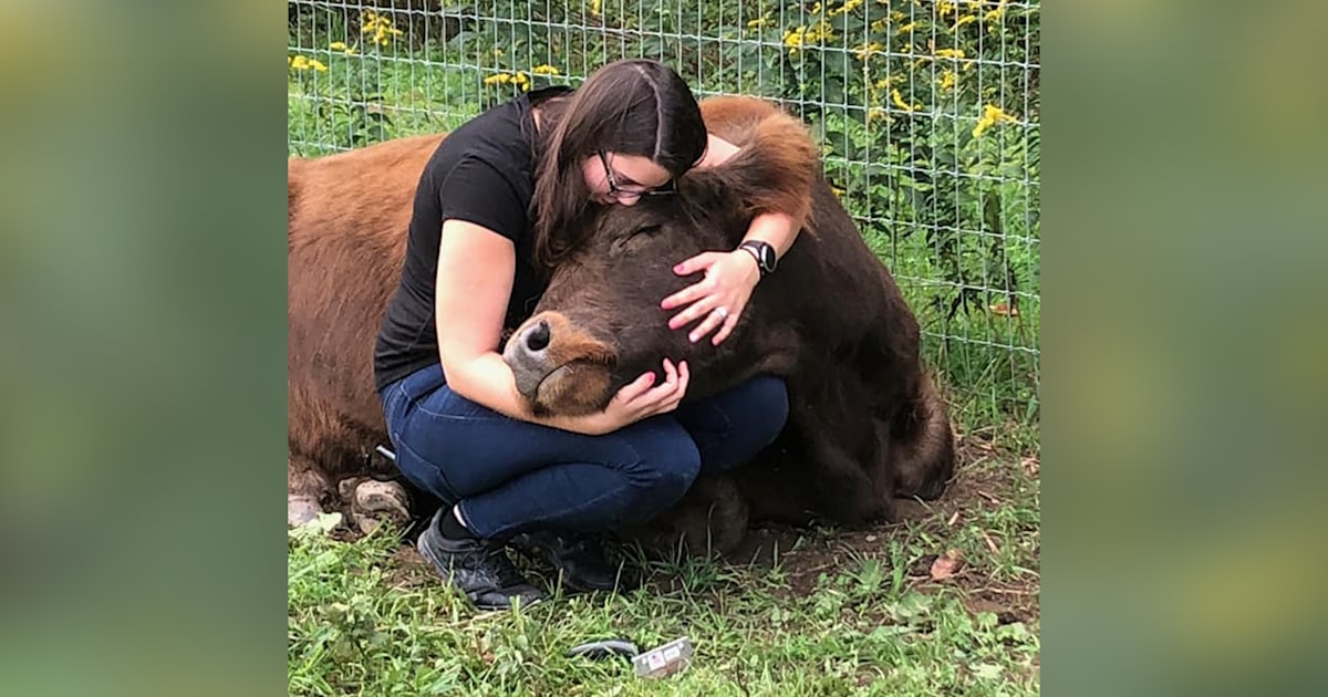 Cow cuddling lets people relax with help of friendly bovines