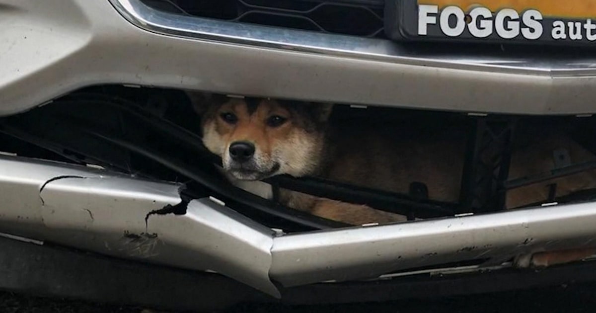 Dog goes for a wild ride after getting stuck in car bumper