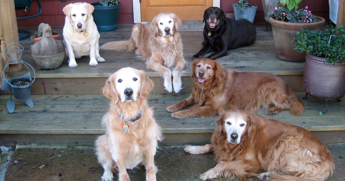 Why senior dogs, often the last to be adopted, make great pets