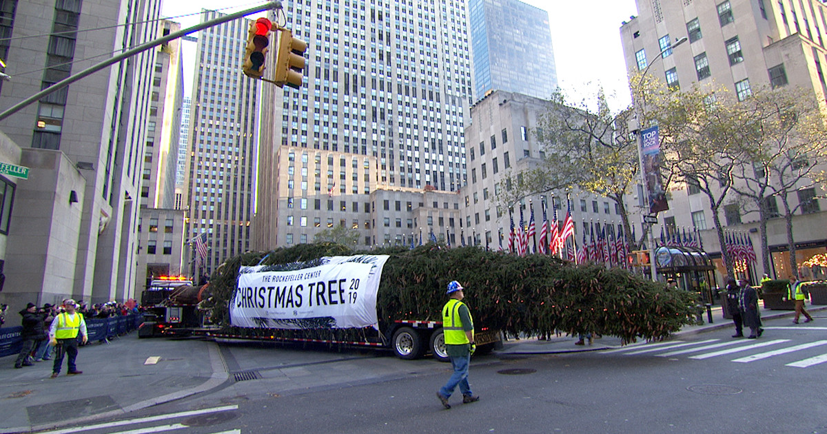 Meet the new 2019 Rockefeller Center Christmas tree