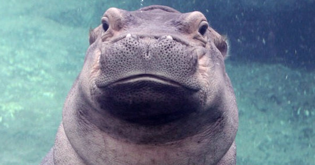 Fiona the Hippo stars in new book 'A Very Fiona Christmas'