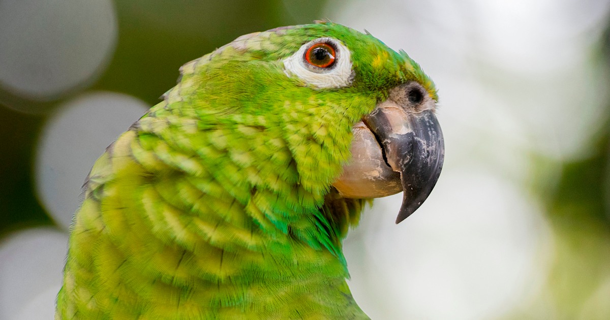Florida police were called for a woman screaming 'let me out.' It was a parrot.