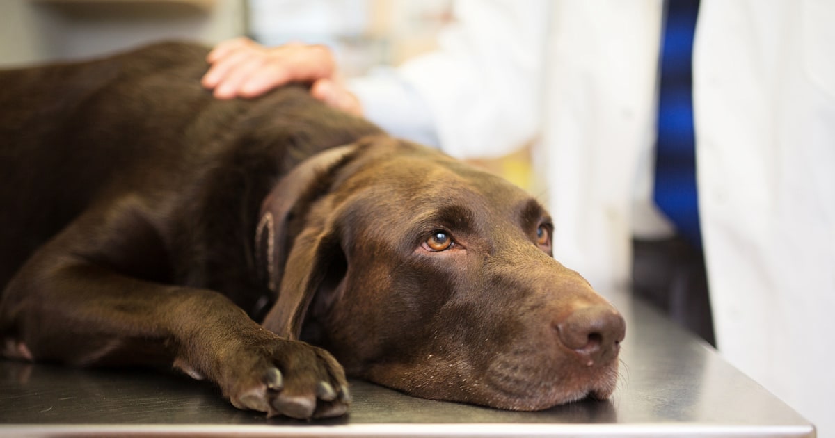 Can dogs get coronavirus? Experts say not to worry
